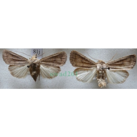Hoplodrina blanda (Denis & Schiffermüller, 1775) pair Czech81j